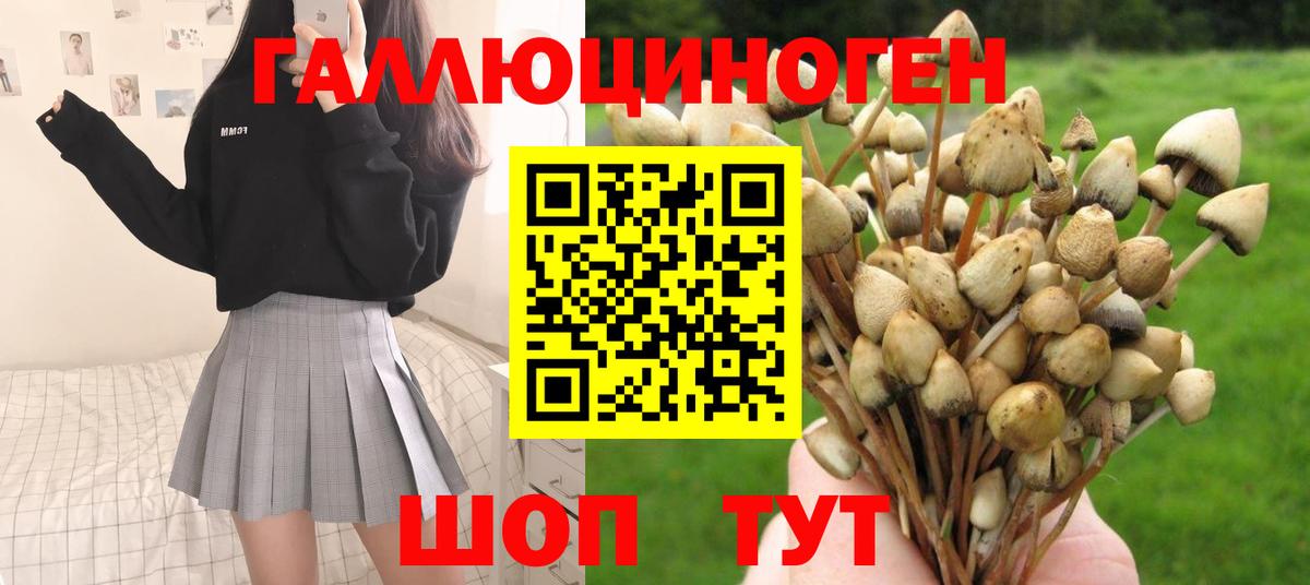 Галлюциногенные грибы Psilocybe Дербент